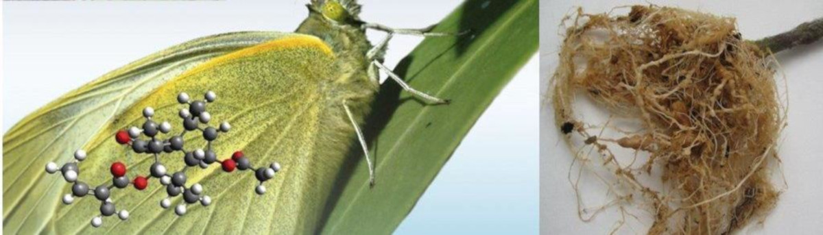 Grupo Bioplaguicidas: Biotecnología y Química de Productos Naturales