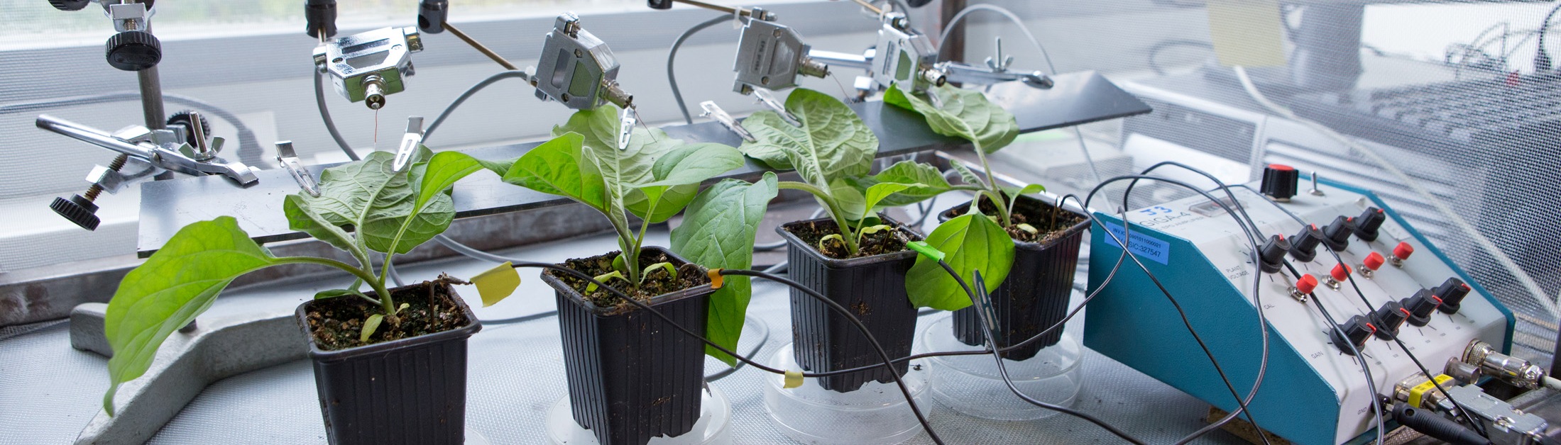 Grupo Insectos Vectores de Patógenos de Plantas