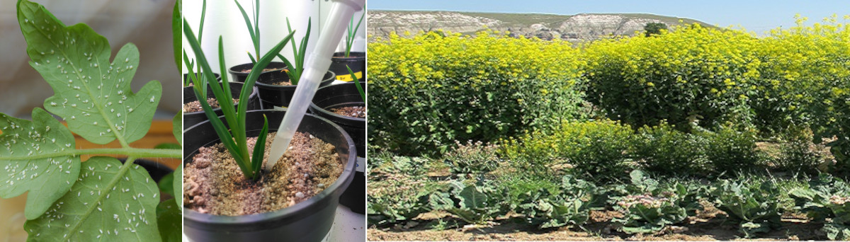 Grupo Interacciones de las Plantas con Insectos y Fitoparásitos en Agroecosistemas